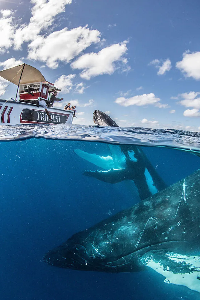 Our 13 Pics Of Humpback Whales Playing With Us In The Ocean