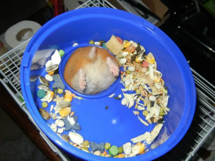 30 Hamster Butts To Add Cuteness To Your Day