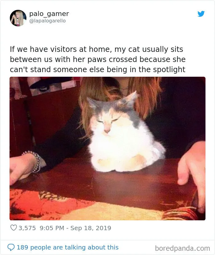 30 Weirdo Cats Get Exposed By Their Owners In A Funny Thread