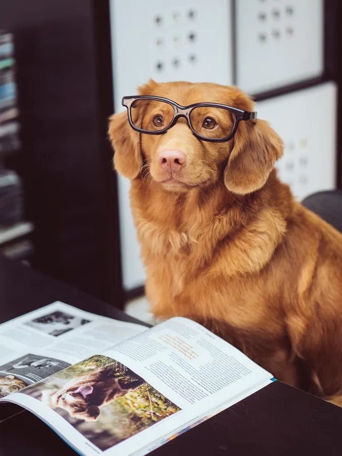 Cute Dog In Glasses