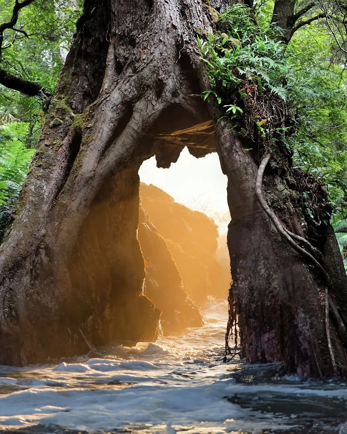 Magic Tree