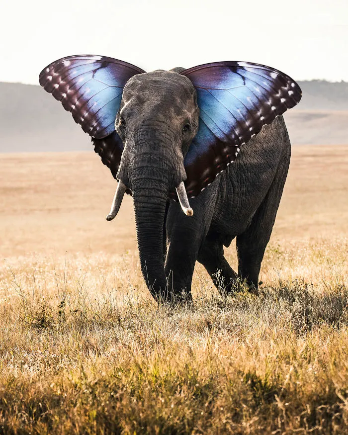 Butterphant