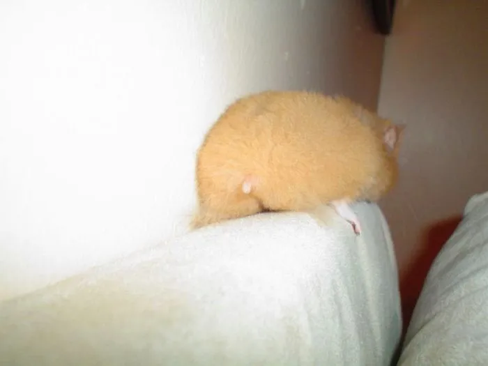 30 Hamster Butts To Add Cuteness To Your Day