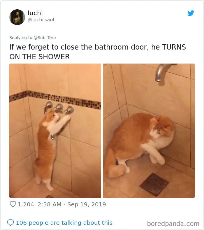 30 Weirdo Cats Get Exposed By Their Owners In A Funny Thread