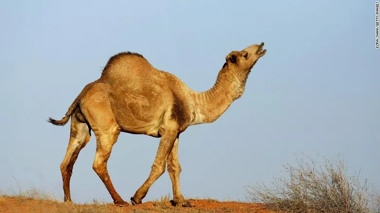 10,000 Camels At Risk Because Of Dry Season
