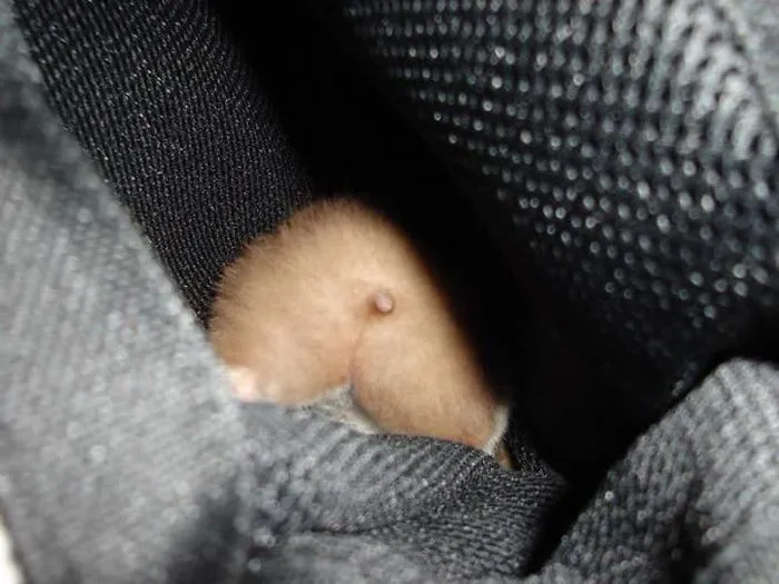 30 Hamster Butts To Add Cuteness To Your Day