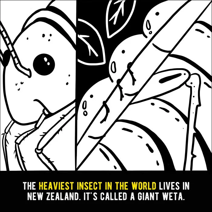 We Illustrated 20 Interesting Facts About New Zealand That You Probably Didn't Know