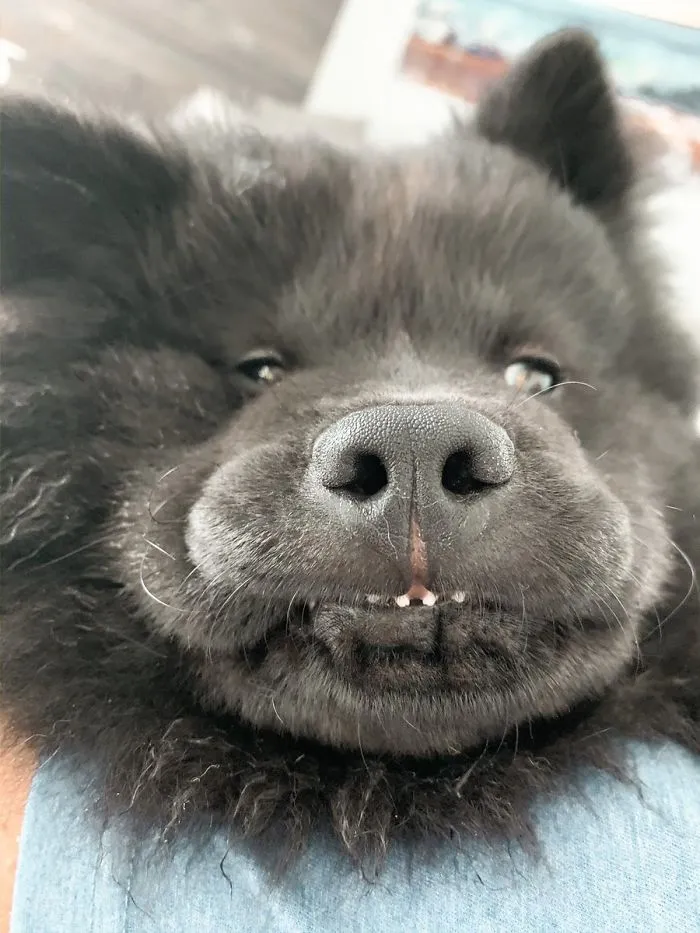 This Online Community Shares The Silliest Dog Photos Where Their Teeth Are Visible In A Funny Way (30 Pics)