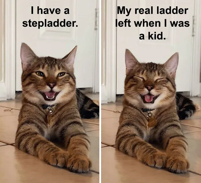 Owner Uploads Photos Of Their Laughing Cat, And It Becomes The New 'Dad Joke' Meme (21 Pics)