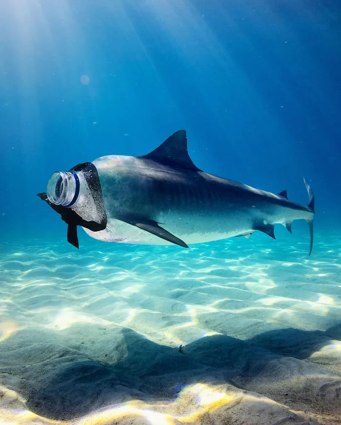 Plastic Shark