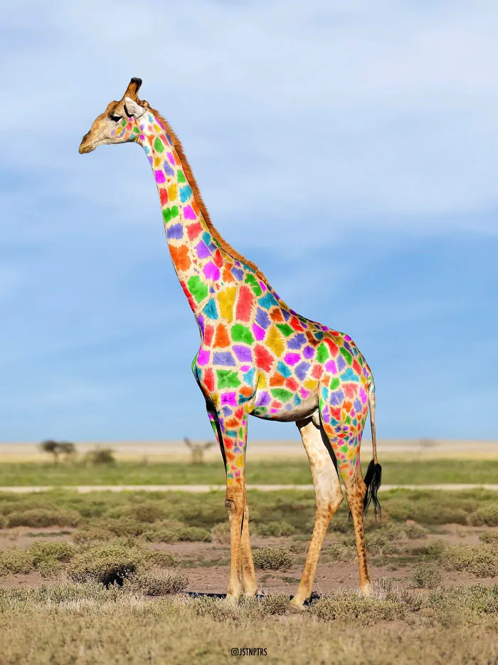 Rainbow Giraffe