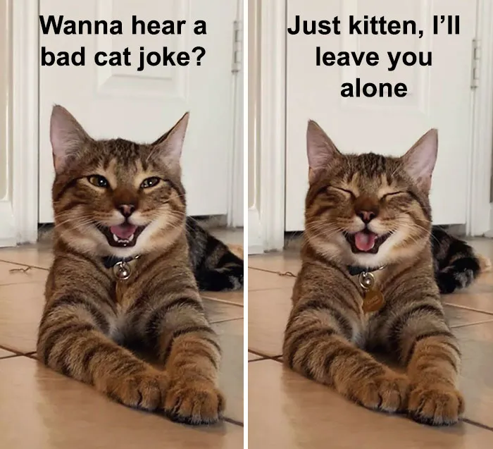 Owner Uploads Photos Of Their Laughing Cat, And It Becomes The New 'Dad Joke' Meme (21 Pics)