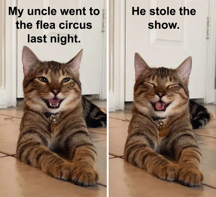 Owner Uploads Photos Of Their Laughing Cat, And It Becomes The New 'Dad Joke' Meme (21 Pics)