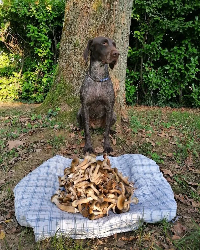 30 Funny Pics Of Vegan "Hunters"
