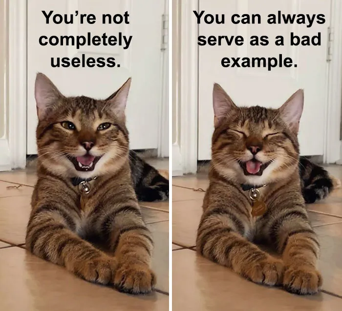 Owner Uploads Photos Of Their Laughing Cat, And It Becomes The New 'Dad Joke' Meme (21 Pics)
