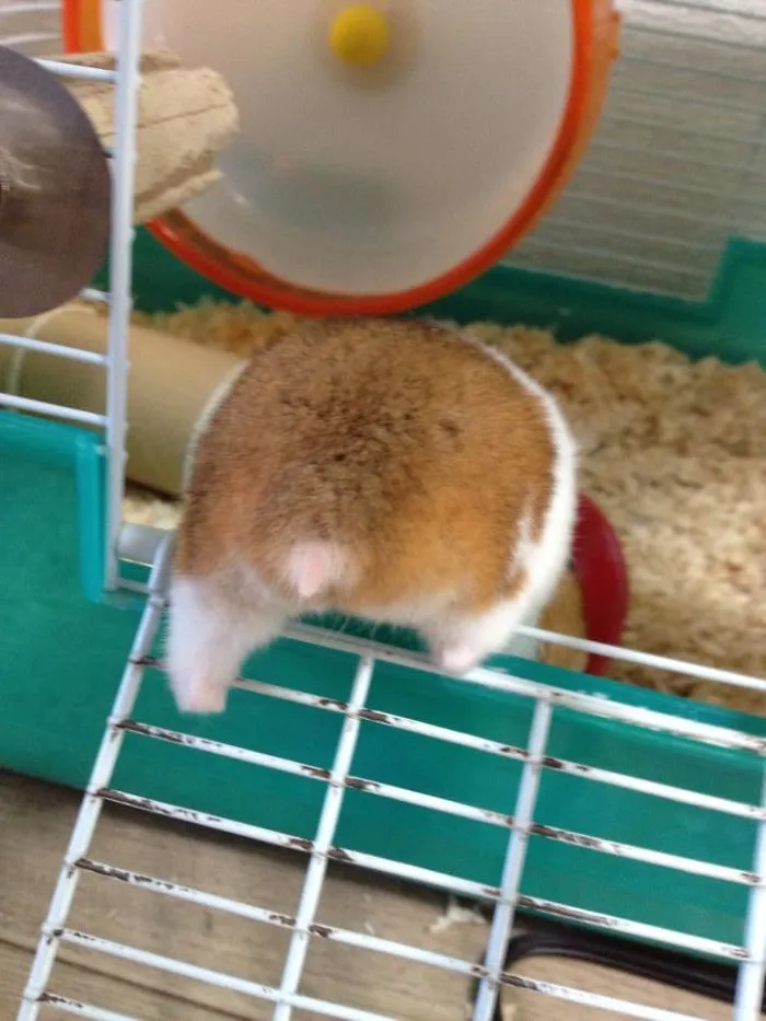30 Hamster Butts To Add Cuteness To Your Day