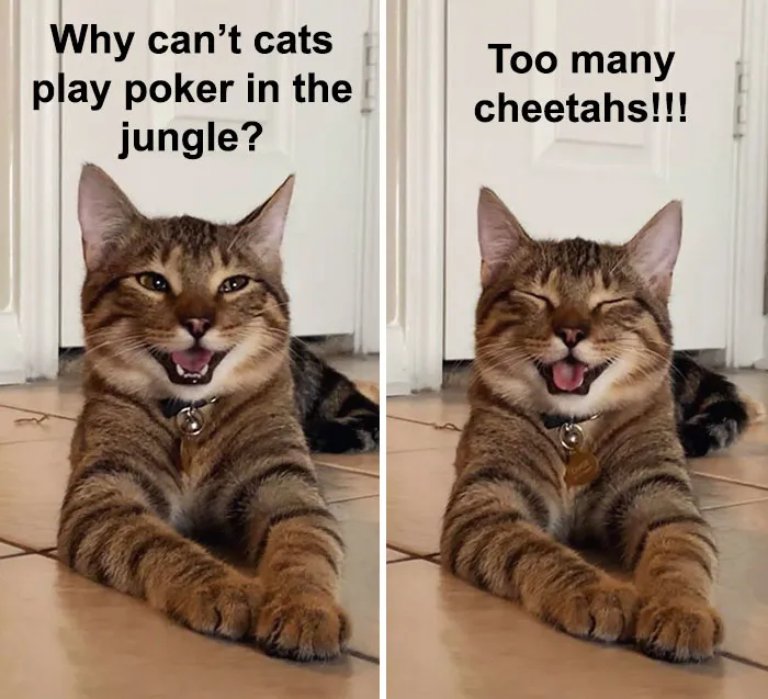 Owner Uploads Photos Of Their Laughing Cat, And It Becomes The New 'Dad Joke' Meme (21 Pics)
