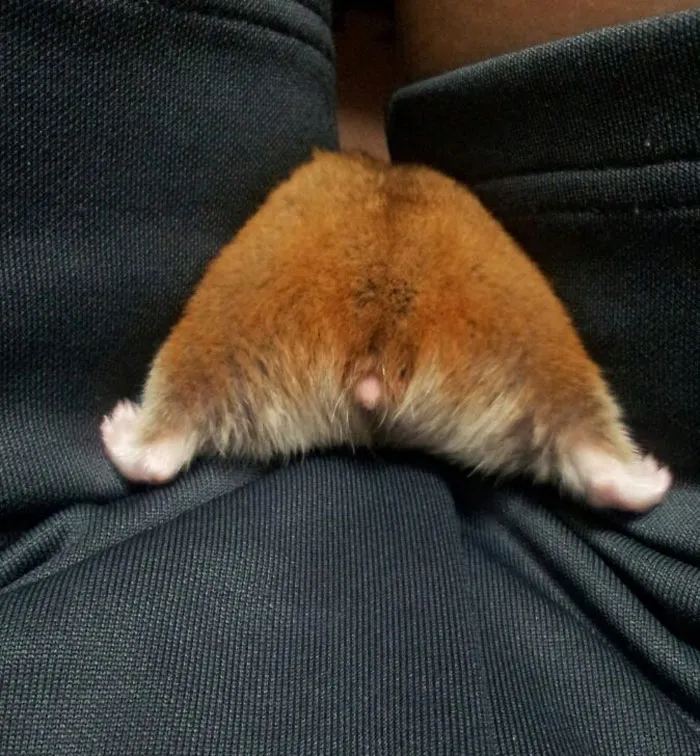 30 Hamster Butts To Add Cuteness To Your Day