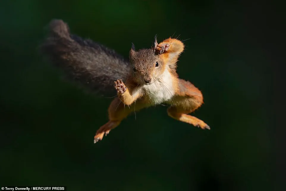 Squirrelman: The Movie