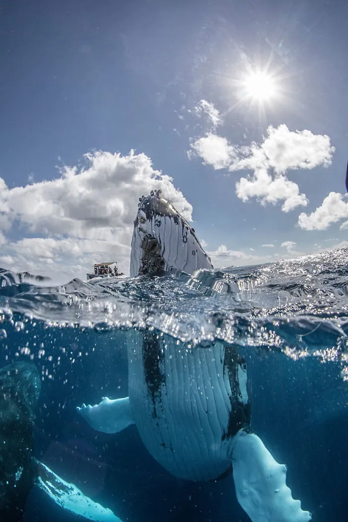 Our 13 Pics Of Humpback Whales Playing With Us In The Ocean