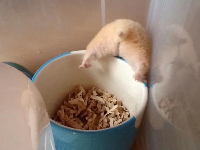 30 Hamster Butts To Add Cuteness To Your Day