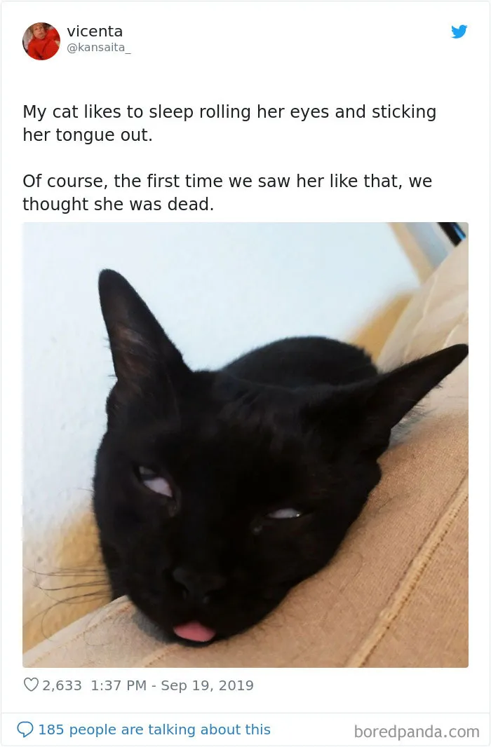 30 Weirdo Cats Get Exposed By Their Owners In A Funny Thread