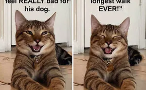 Owner Uploads Photos Of Their Laughing Cat, And It Becomes The New 'Dad Joke' Meme (21 Pics)
