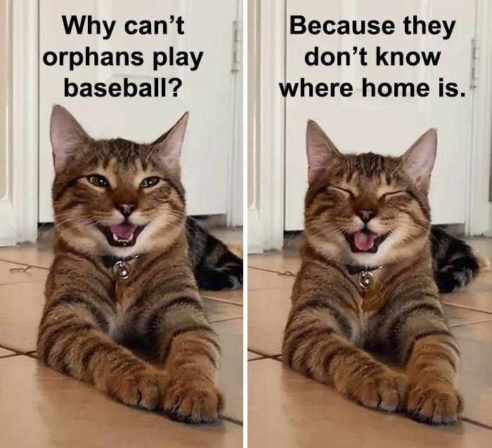 Owner Uploads Photos Of Their Laughing Cat, And It Becomes The New 'Dad Joke' Meme (21 Pics)