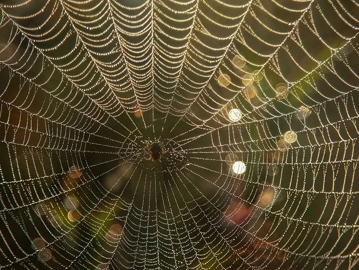 I'm A Macro Photography Enthusiast, And I Take Photos With A Phone And DIY Lenses (57 Pics)