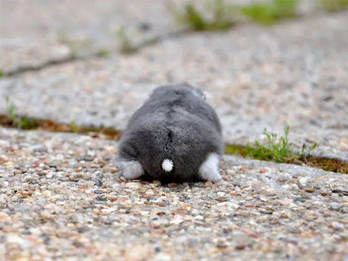 30 Hamster Butts To Add Cuteness To Your Day