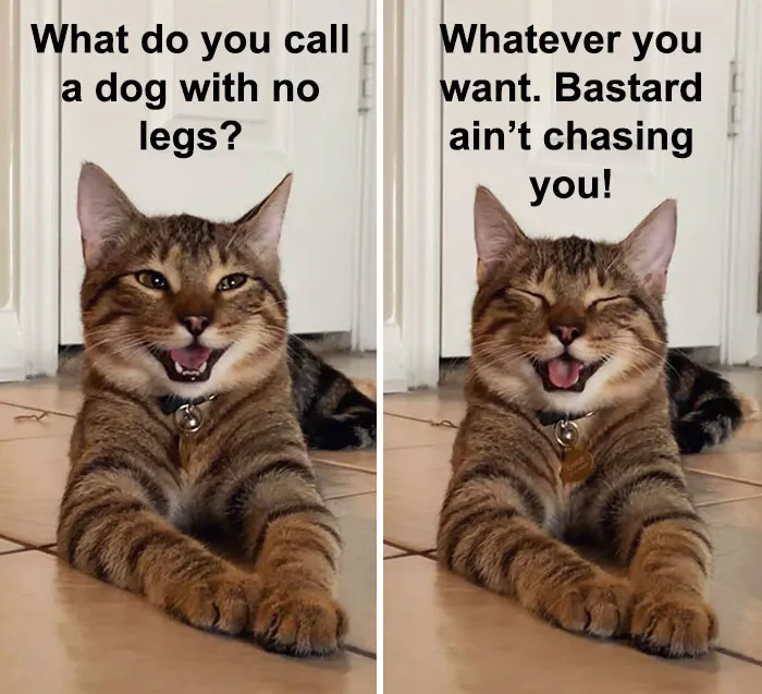 Owner Uploads Photos Of Their Laughing Cat, And It Becomes The New 'Dad Joke' Meme (21 Pics)