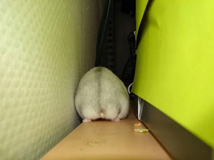 30 Hamster Butts To Add Cuteness To Your Day