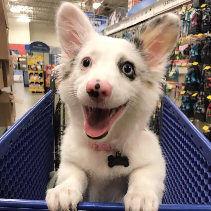 The Cutest Doggie Ever