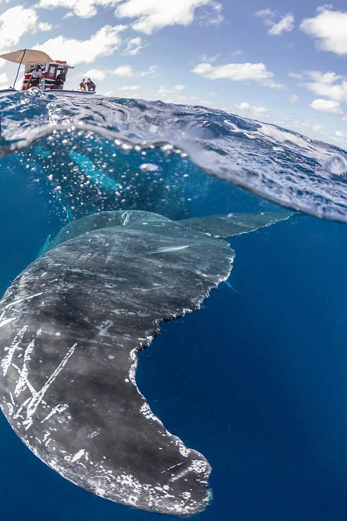 Our 13 Pics Of Humpback Whales Playing With Us In The Ocean