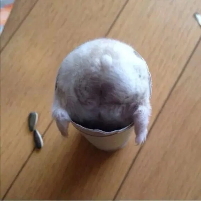 30 Hamster Butts To Add Cuteness To Your Day