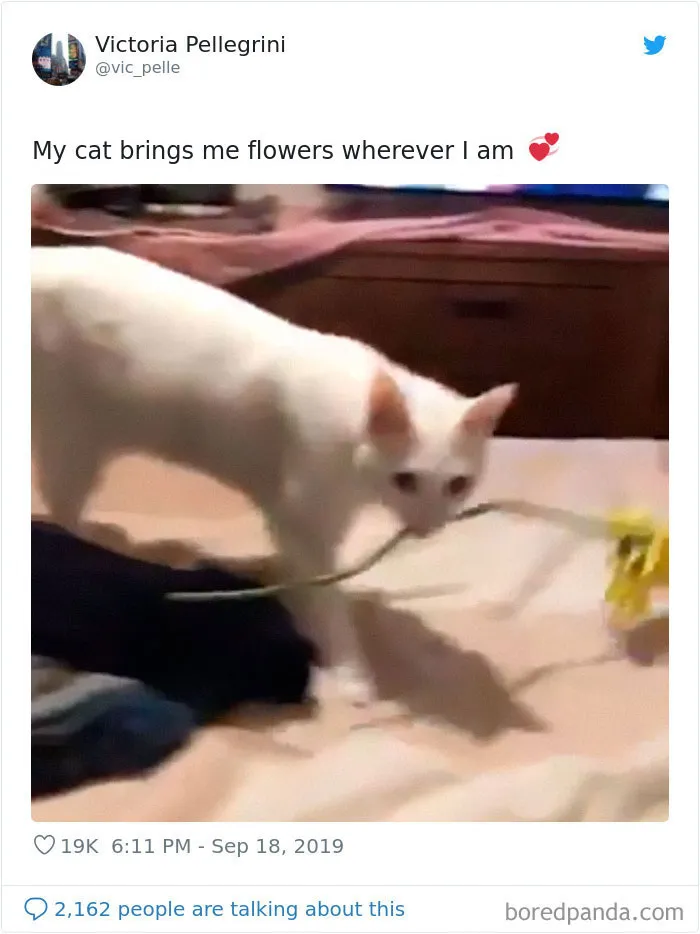 30 Weirdo Cats Get Exposed By Their Owners In A Funny Thread
