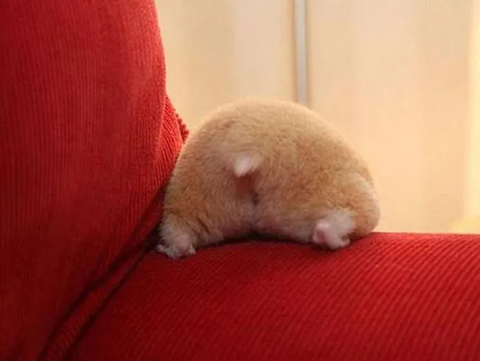 30 Hamster Butts To Add Cuteness To Your Day