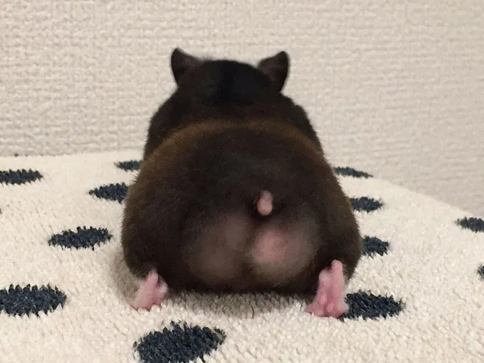 30 Hamster Butts To Add Cuteness To Your Day