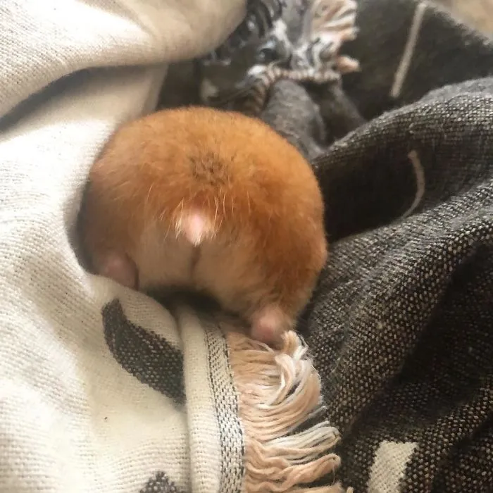 30 Hamster Butts To Add Cuteness To Your Day