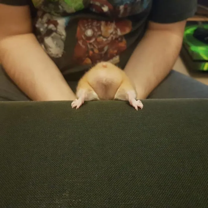 30 Hamster Butts To Add Cuteness To Your Day