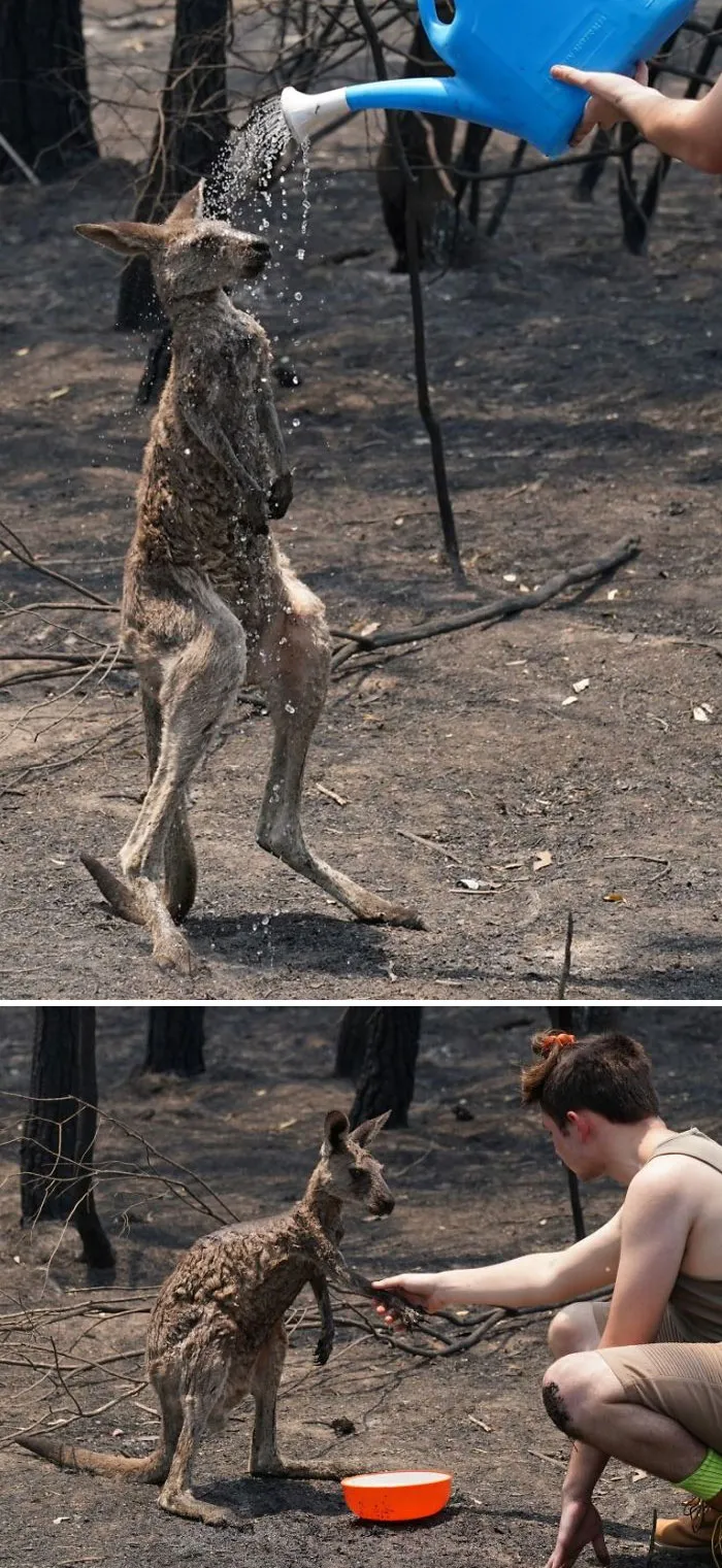 Canguro siendo mojado tras acercarse a un humano buscando ayuda
