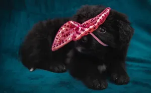 I Did A Photoshoot Of Shelter Dogs, And They All Got Adopted
