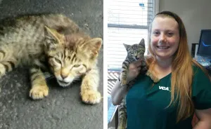 We Rescued A Kitten With A Broken Jaw And Named Him Keanu