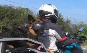 My German Shepherd Dog Is My Motorcycle Copilot