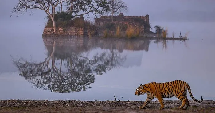 Indian Photographer Nitish Madan Captures Breathtaking Moments From The Lives Of Tigers