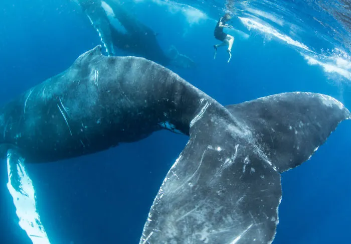 Our 13 Pics Of Humpback Whales Playing With Us In The Ocean