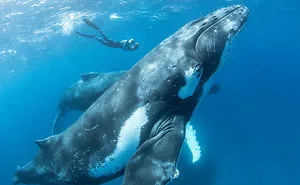 Our 13 Pics Of Humpback Whales Playing With Us In The Ocean