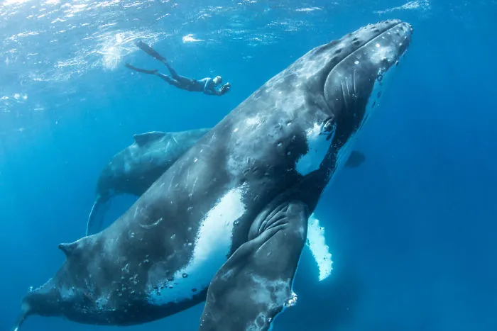 Our 13 Pics Of Humpback Whales Playing With Us In The Ocean