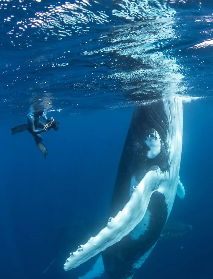 Our 13 Pics Of Humpback Whales Playing With Us In The Ocean