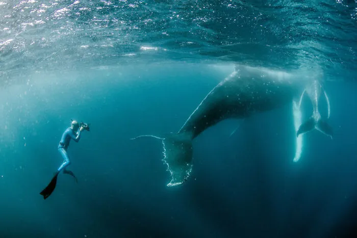 Our 13 Pics Of Humpback Whales Playing With Us In The Ocean